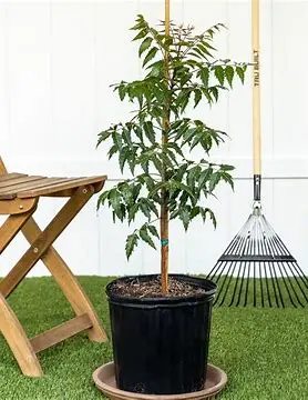 Neem Plant