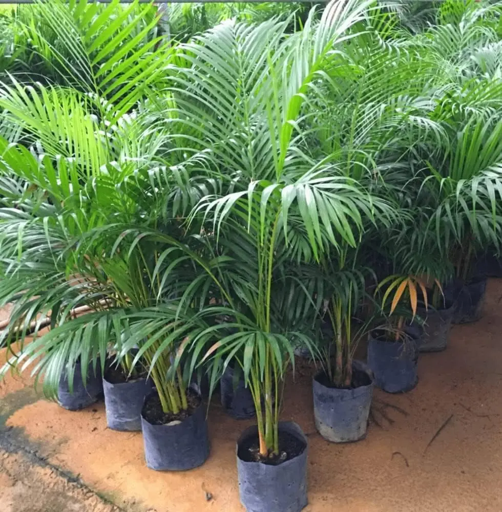 Areca Palm