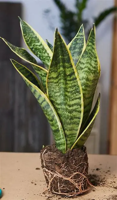 Snake Plant