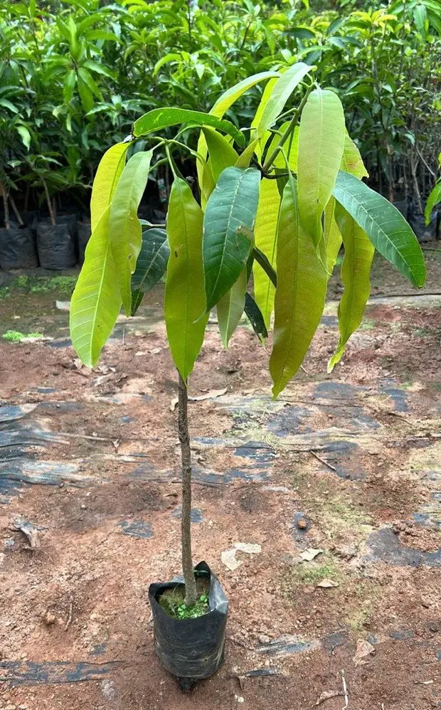 Alphonso Mango Plant