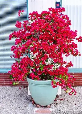 Bougainvillea Plant