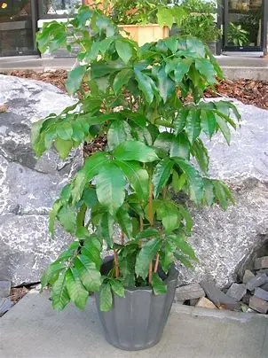 Mahogany Plant