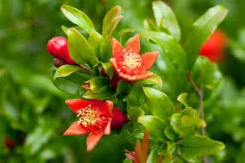 Pomegranate Plant