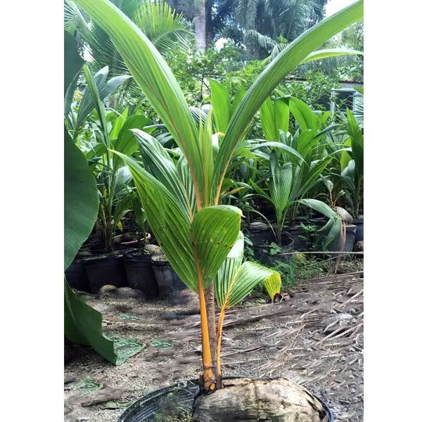 Coconut Plant (Hybrid Dwarf)