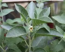 Ashwagandha Plant