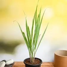 Lemongrass Plant