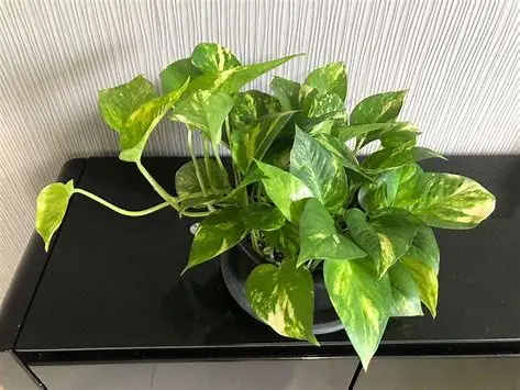 Money Plant (Golden Pothos)