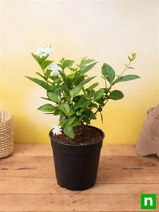 Jasmine (Mogra) Plant