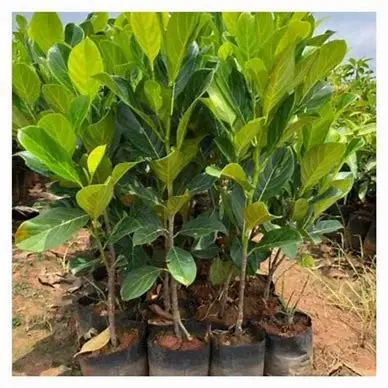 Teak (Sagwan) Plant