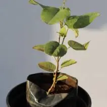 Sandalwood (Chandan) Plant