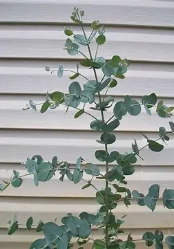 Eucalyptus Plant