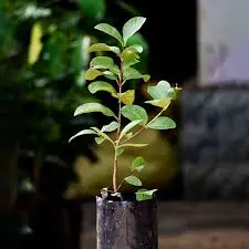 Guava (Thai/Pink) Plant