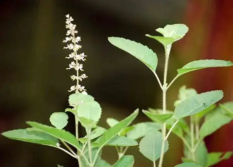 Tulsi (Holy Basil) Plant